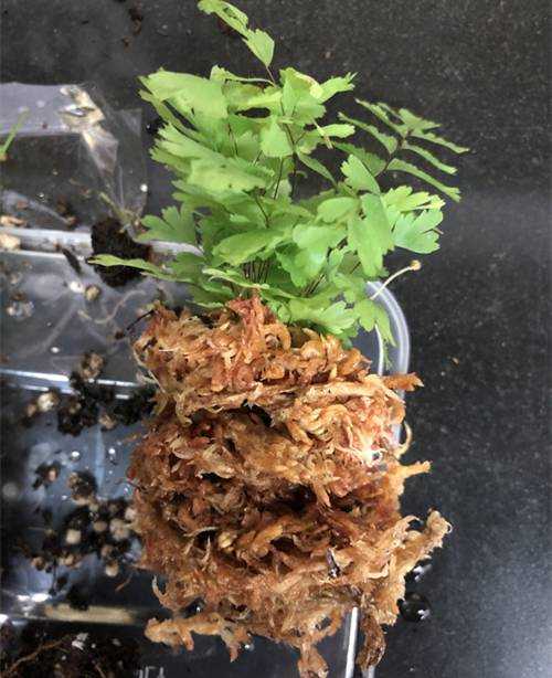 1571744339313572.jpg 雨林缸造景方法和种植技巧