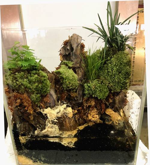 1571744351430877.jpg 雨林缸造景方法和种植技巧