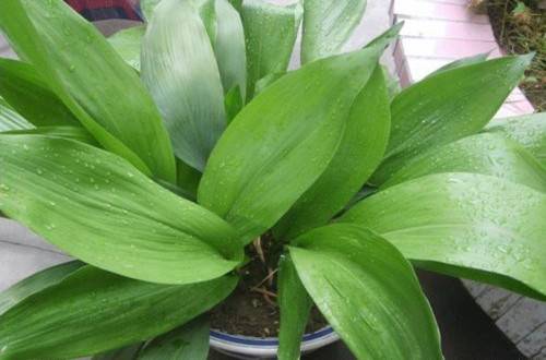 1505889595123488.jpg 办公室没阳光养什么花卉品种好