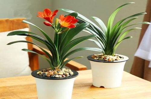 1505889395133751.jpg 办公室没阳光养什么花卉品种好