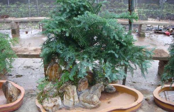 盆栽澳洲杉的养法