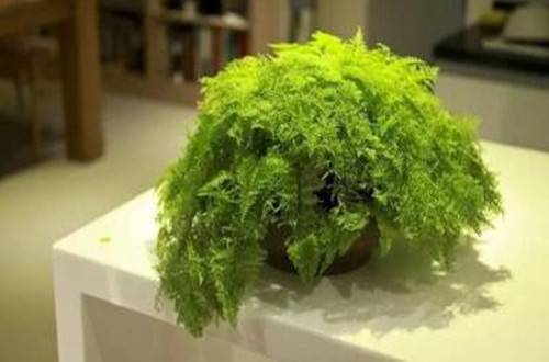 1505889719102518.jpg 办公室没阳光养什么花卉品种好