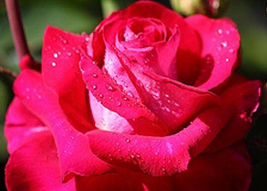 玫瑰的地栽方法和注意事项