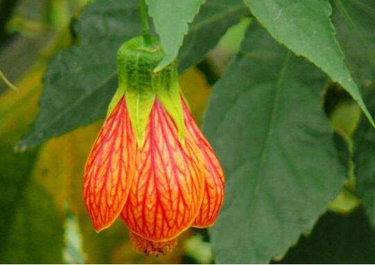 网纹悬铃花盆栽修剪爆盆养护技巧