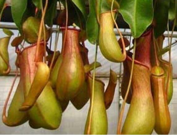 猪笼草怎么一直不长笼子