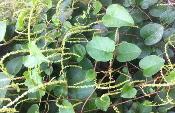 盆栽藤三七的种植管理方法