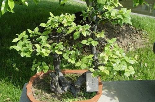 1508986754136075.jpg 雀梅盆景的修剪要点及注意事项