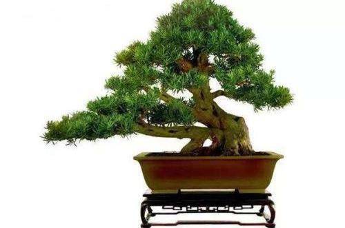 1556527815479503.jpg 蓬莱松盆景怎么修剪造型 蓬莱松盆景制作方法