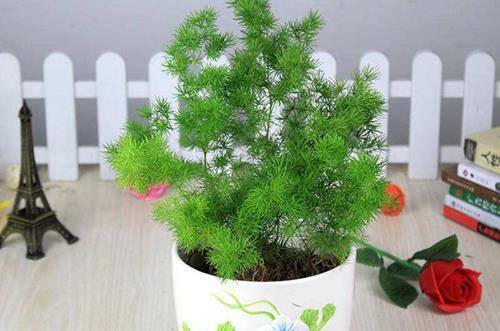 1556527827345416.jpg 蓬莱松盆景怎么修剪造型 蓬莱松盆景制作方法