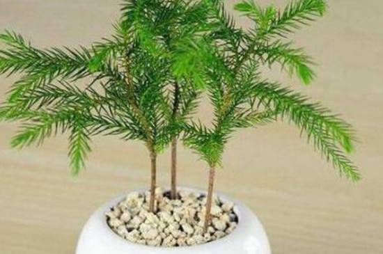 南洋衫盆景养护技巧