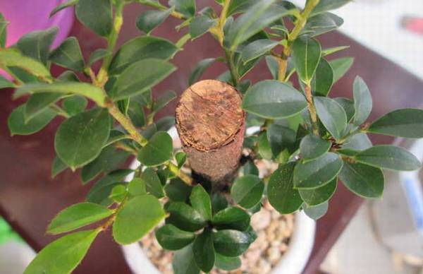 小叶紫檀盆景怎么养