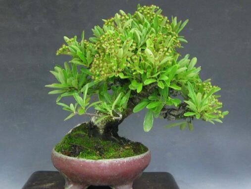 微型盆景的6大养护技巧