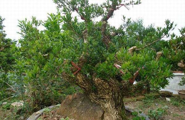 黄杨木盆景的养护要点