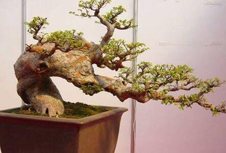 榆树盆景的养护方法