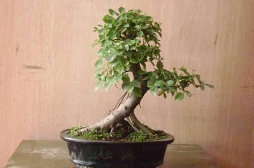 1508986731623874.jpg 雀梅盆景怎么修剪更好看