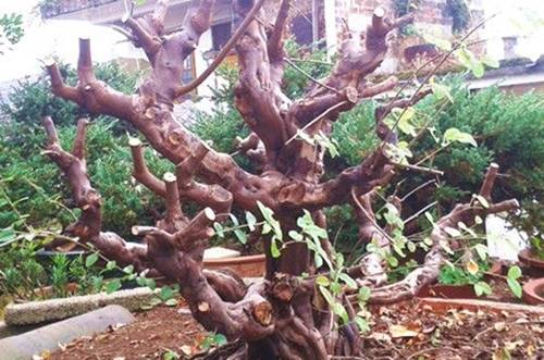 1508986692364479.jpg 雀梅盆景怎么修剪更好看