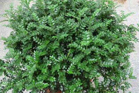 关于清香木盆景的制作与养护