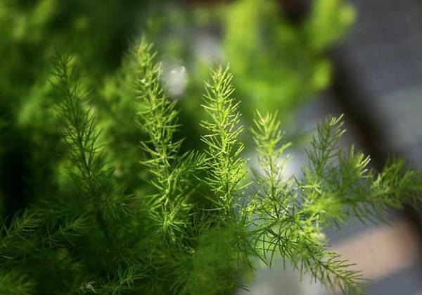 文竹的整形修剪和造型方法