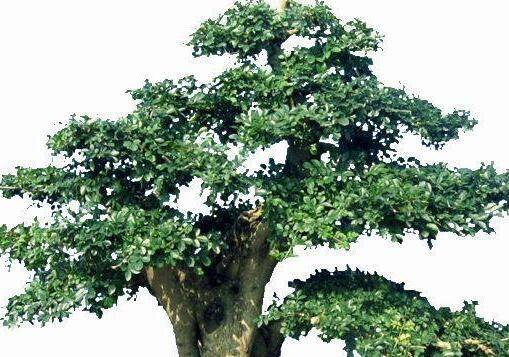 对节白蜡盆景怎么养