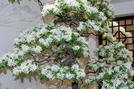 流苏树盆景的养护方法