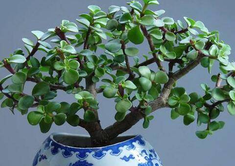 金枝玉叶盆景的制作与养护技巧