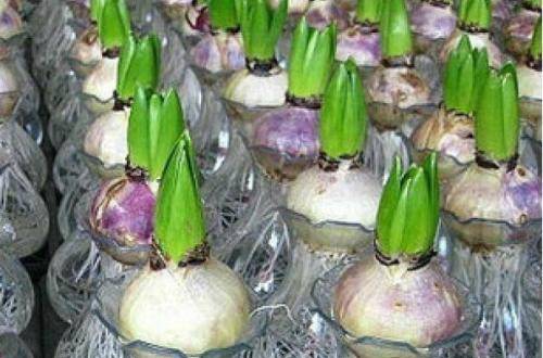 1516710544586351.jpg 水培风信子多久发芽?风信子水培发芽方法