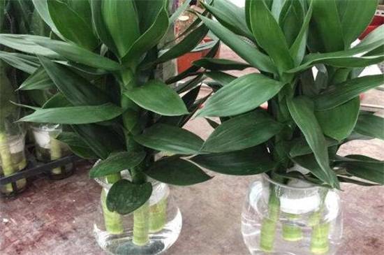 莲花竹的水培养护要点