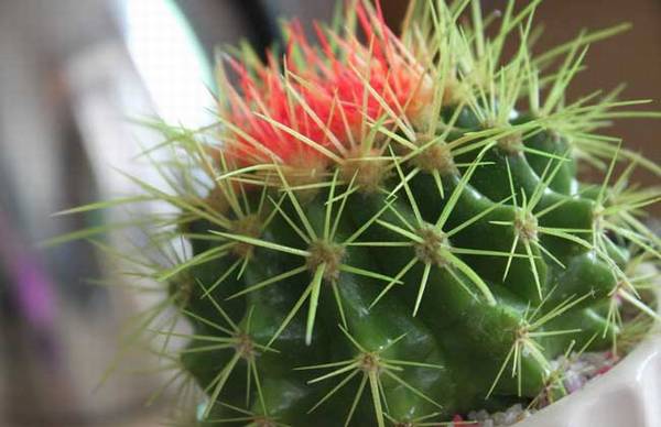 仙人球可以水培吗?仙人球的水培养殖方法