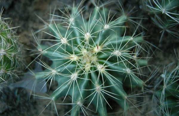 仙人球可以水培吗?仙人球的水培养殖方法