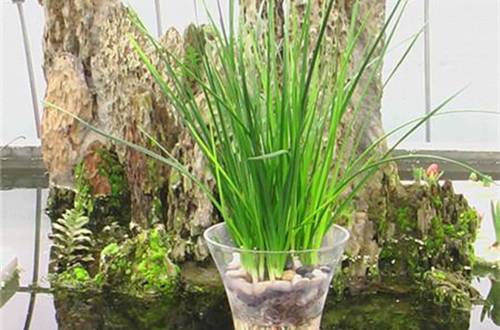 1560525286817732.jpg 葱兰怎么水培方法和注意事项