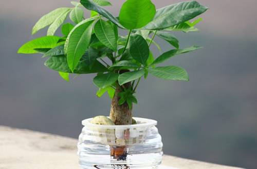 1497599291112532.jpg 水培发财树徒长怎么办