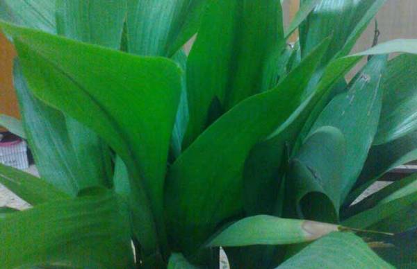 一叶兰水培养殖方法