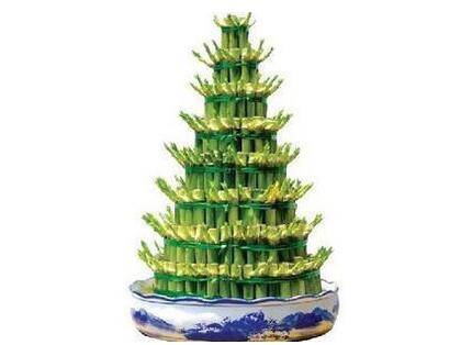 开运竹的正确水养方式