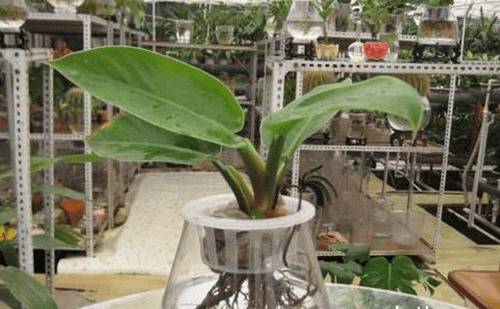 1573026737313873.jpg 绿帝王的水培养护技巧