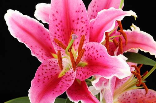 1456816452731688.jpg 百合花水养以及延长花期的方法