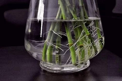 1580558959139560.jpg 水培富贵竹快速生根养法