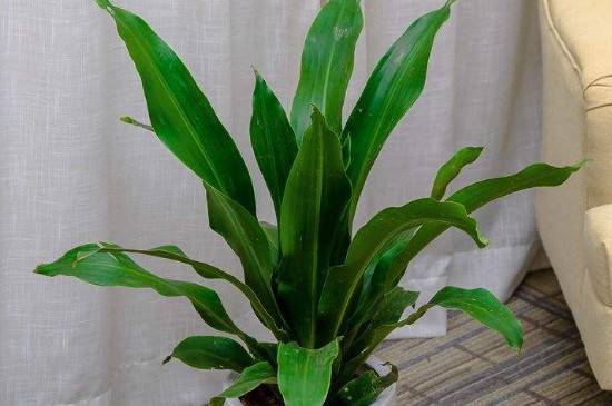 也门铁可以水养吗?养护技巧分享