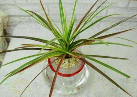 千年木的水培方法