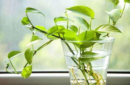 1580655543375667.jpg 绿萝的水培养护六大注意事项