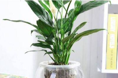 土培白掌转水培方法