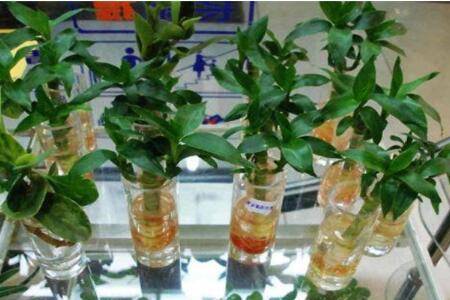 水培富贵竹养护的重点注意事项