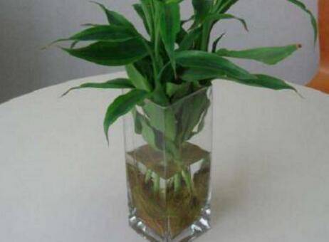 新买的富贵竹水养方法技巧