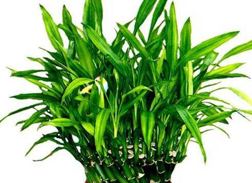 新买的富贵竹水养方法技巧