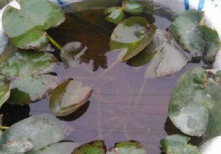 盆养睡莲叶子发黑腐烂怎么救