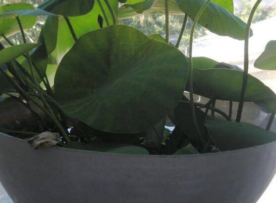 养好碗莲是什么肥料好