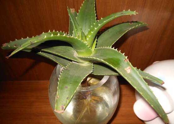 芦荟可以水培吗?芦荟水培养法