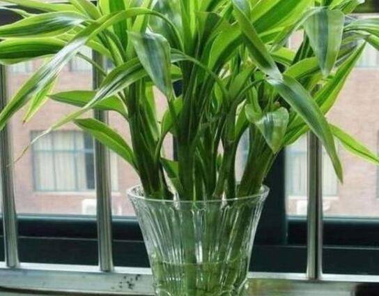 水培富贵竹换水方法:用什么水养比较好