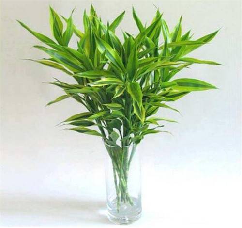 告诉你办公室适合养什么植物这几种都不错