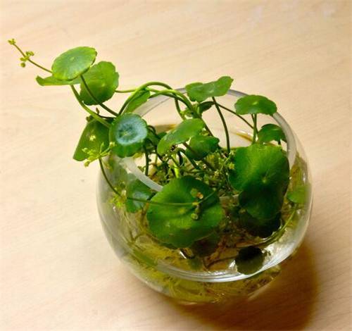 告诉你办公室适合养什么植物这几种都不错