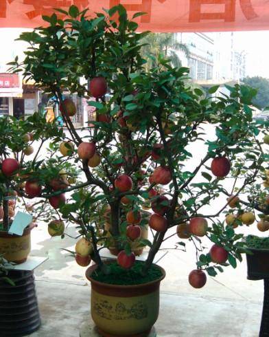 阳台种苹果怎么养护教大家在阳台种植苹果盆栽